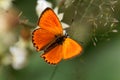 Scarce copper butterfly, Lycaena virgaureae Royalty Free Stock Photo