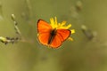 Scarce copper butterfly, Lycaena virgaureae Royalty Free Stock Photo