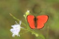 Scarce copper butterfly