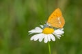 The scarce copper, a female butterfly