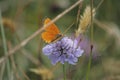 The scarce copper Lycaena virgaureae is a butterfly of the family Lycaenidae Royalty Free Stock Photo