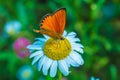 Scarce copper Lycaena virgaureae butterfly Royalty Free Stock Photo