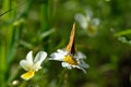 The scarce copper Lycaena virgaureae in closeup Royalty Free Stock Photo