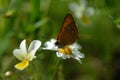 The scarce copper Lycaena virgaureae in closeup Royalty Free Stock Photo