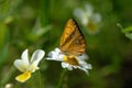 The scarce copper Lycaena virgaureae in closeup Royalty Free Stock Photo