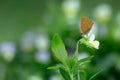 Scarce copper, Lycaena virgaureae resting on heartsease, Viola tricolor Royalty Free Stock Photo