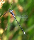 Scarce Emerald Damselfly Royalty Free Stock Photo