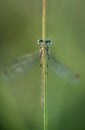 Scarce Emerald Damselfly keeping eyes out for dangers