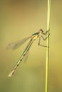 Scarce Emerald Damselfly on a summer morning