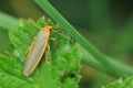 Scarce footman on leaf Royalty Free Stock Photo