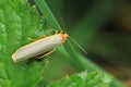 Scarce footman moth