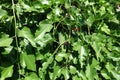 Scarce fruits in the leafage of mulberry in June