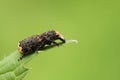 A Scarce Fungus Weevil Platyrhinus resinosus perching on a leaf.