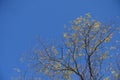 Scarce leafage on branches of Styphnolobium japonicum against blue sky in October