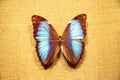 Scarce morpho butterfly Morpho deidamia