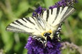 Scarce swallowtail Royalty Free Stock Photo
