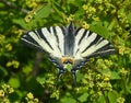 scarce swallowtail also called Iphiclides podalirius is a butterfly of family Papilionidae