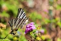 Scarce swallowtail butterfly with blue and orange details eating on purple flowers