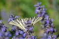 Scarce swallowtail butterfly close up on a blue wildflower Royalty Free Stock Photo