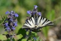 Scarce swallowtail butterfly close up on a flower with open wing Royalty Free Stock Photo