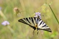 Scarce Swallowtail butterfly on flower Royalty Free Stock Photo