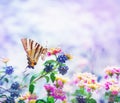 Scarce swallowtail butterfly Royalty Free Stock Photo