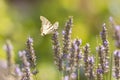 Scarce swallowtail butterfly Iphiclides podalirius butterfly o Royalty Free Stock Photo