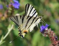 Scarce Swallowtail butterfly Iphiclides podalirius on a flower Royalty Free Stock Photo