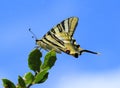 Scarce Swallowtail butterfly - Iphiclides podalirius. Portugal. Royalty Free Stock Photo