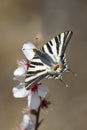 Scarce Swallowtail Butterfly Royalty Free Stock Photo
