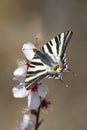 Scarce Swallowtail Butterfly