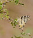 Scarce Swallowtail Butterfly Royalty Free Stock Photo