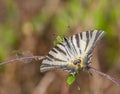 Scarce Swallowtail Butterfly Royalty Free Stock Photo