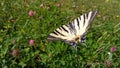 Scarce Swallowtail butterfly in the nature