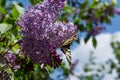 A Scarce Swallowtail butterfly on a purple lilac flower on a sunny spring day in the garden