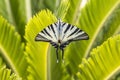 Scarce swallowtail butterfly