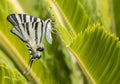 Scarce swallowtail butterfly