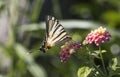 Scarce swallowtail butterfly