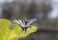 Scarce swallowtail butterfly