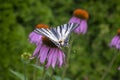 Scarce swallowtail on Echinacea purpurea flowering plant, eastern purple coneflower in bloom Royalty Free Stock Photo