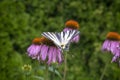 Scarce swallowtail on Echinacea purpurea flowering plant, eastern purple coneflower in bloom Royalty Free Stock Photo