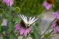 Scarce swallowtail on Echinacea purpurea flowering plant, eastern purple coneflower in bloom Royalty Free Stock Photo