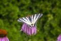 Scarce swallowtail on Echinacea purpurea flowering plant, eastern purple coneflower in bloom Royalty Free Stock Photo