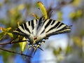 Scarce Swallowtail - Iphiclides podalirius. Autumn. Oeiras, Portugal. Royalty Free Stock Photo