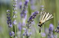 Scarce Swallowtail (Iphiclides podalirius) butterfly Royalty Free Stock Photo