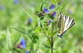 Scarce Swallowtail Iphiclides Podalirius European Butterfly on Flower
