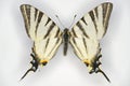 Scarce swallowtail, Iphiclides podalirius family Papilionidae, a butterfly