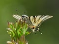 Scarce Swallowtail Iphiclides podalirius in natural habitat Royalty Free Stock Photo