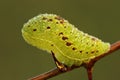Scarce Swallowtail larva (Iphiclides podalirius) Royalty Free Stock Photo
