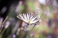 Scarce swallowtail white striped butterfly on a lavender flower detail, beautiful nature bokeh Royalty Free Stock Photo